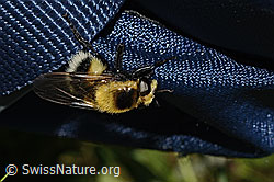 Foto: Hummel-Waldschwebfliege (Volucella bombylans var. plumata)