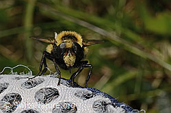 Hummel-Waldschwebfliege (Volucella bombylans var. plumata) (26.06.2021, C195233)