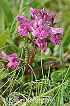 Quirlblättriges Läusekraut (Pedicularis verticillata) (C195289) Quirlblättriges Läusekraut (Pedicularis verticillata) (C195289)