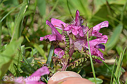 Quirlblättriges Läusekraut (Pedicularis verticillata) (C195291) Quirlblättriges Läusekraut (Pedicularis verticillata) (C195291)