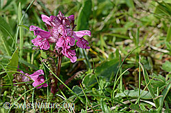 Quirlblättriges Läusekraut (Pedicularis verticillata) (C195293) Quirlblättriges Läusekraut (Pedicularis verticillata) (C195293)