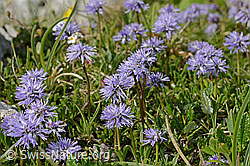 Herzblättrige Kugelblume (Globularia cordifolia) (C195294) Herzblättrige Kugelblume (Globularia cordifolia) (C195294)