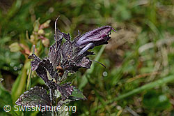 Alpenhelm (Bartsia alpina) (C195297)