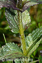 Alpenhelm (Bartsia alpina) (C195298)