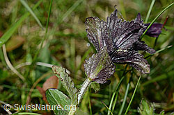 Alpenhelm (Bartsia alpina) (C195301)