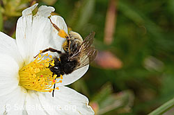 Alpenrosen-Lockensandbiene (Andrena rogenhoferi) auf Silberwurz (Dryas octopetala) (26.06.2021, C195382)
