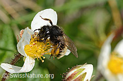 Alpenrosen-Lockensandbiene (Andrena rogenhoferi) auf Silberwurz (Dryas octopetala) (C195386)