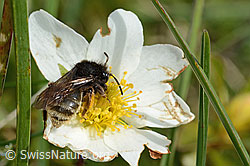 Alpenrosen-Lockensandbiene (Andrena rogenhoferi) auf Silberwurz (Dryas octopetala) (C195398)
