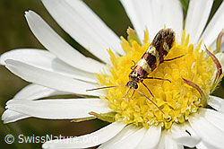 Bergwiesen-Urfalter (Micropterix allionella) auf Alpenmasslieb (Aster bellidiastrum) (C195415) Bergwiesen-Urfalter (Micropterix allionella) auf Alpenmasslieb (Aster bellidiastrum) (C195415)