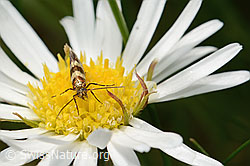 Bergwiesen-Urfalter (Micropterix allionella) auf Alpenmasslieb (Aster bellidiastrum) (C195420) Bergwiesen-Urfalter (Micropterix allionella) auf Alpenmasslieb (Aster bellidiastrum) (C195420)