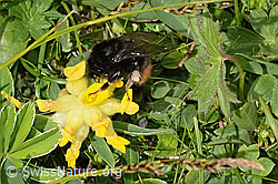 Bombus wurflenii on Anthyllis vulneraria ssp. alpestris (C195437)