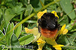 Bombus wurflenii on Anthyllis vulneraria ssp. alpestris (C195439)