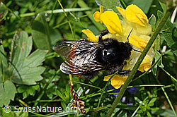 Bombus wurflenii on Anthyllis vulneraria ssp. alpestris (C195441)