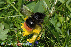 Alpen-Wundklee (Anthyllis vulneraria ssp. alpestris)