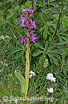 Orchis mascula (C195462)