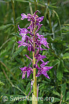 Orchis mascula (C195463)