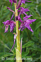 Orchis mascula (C195464)