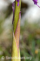 Orchis mascula (C195467)