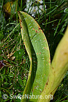 Orchis mascula (C195468)