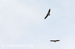 Gänsegeier (Gyps fulvus) (26.06.2021, C195556)