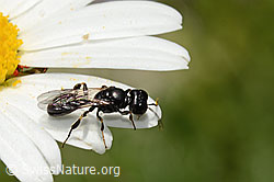 Crossocerus leucostoma (Grabwespe) auf Gewöhnlicher Wiesen-Margerite (Leucanthemum vulgare) (C195598)