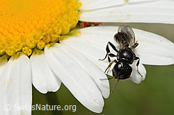 Crossocerus leucostoma (Grabwespe) auf Gewöhnlicher Wiesen-Margerite (Leucanthemum vulgare) (C195599)