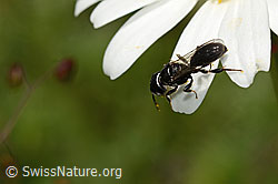 Crossocerus leucostoma (Grabwespe) auf Gewöhnlicher Wiesen-Margerite (Leucanthemum vulgare) (C195602)