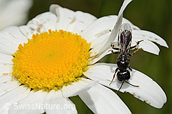 Crossocerus leucostoma (Grabwespe) auf Gewöhnlicher Wiesen-Margerite (Leucanthemum vulgare) (C195604)