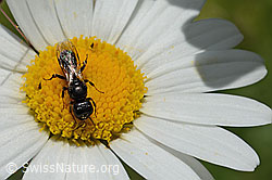 Crossocerus leucostoma (Grabwespe) auf Gewöhnlicher Wiesen-Margerite (Leucanthemum vulgare) (C195605)