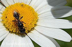 Crossocerus leucostoma (Grabwespe) auf Gewöhnlicher Wiesen-Margerite (Leucanthemum vulgare) (C195606)