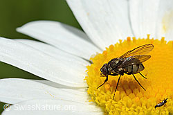 Limnophora triangula (Fliege) auf Gewöhnlicher Wiesen-Margerite (Leucanthemum vulgare) (26.06.2021, C195612)