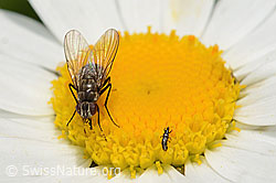 Limnophora triangula (Fliege) auf Gewöhnlicher Wiesen-Margerite (Leucanthemum vulgare) (26.06.2021, C195615)