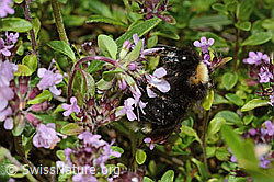 Wald-Kuckuckshummel (Bombus sylvestris) auf Vielhaarigem Thymian (Thymus praecox ssp. polytrichus) (C195649) Wald-Kuckuckshummel (Bombus sylvestris) auf Vielhaarigem Thymian (Thymus praecox ssp. polytrichus) (C195649)