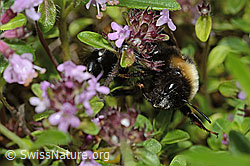 Wald-Kuckuckshummel (Bombus sylvestris) auf Vielhaarigem Thymian (Thymus praecox ssp. polytrichus) (C195651) Wald-Kuckuckshummel (Bombus sylvestris) auf Vielhaarigem Thymian (Thymus praecox ssp. polytrichus) (C195651)
