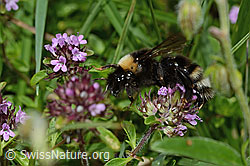 Vielhaariger Thymian (Thymus polytrichus)