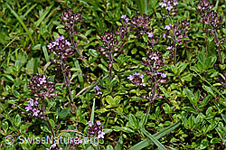 Vielhaariger Thymian (Thymus praecox ssp. polytrichus) (C195658)