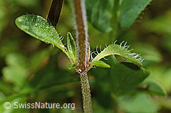Vielhaariger Thymian (Thymus praecox ssp. polytrichus) (C195663)