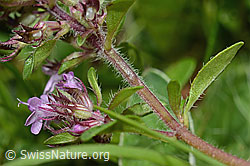 Vielhaariger Thymian (Thymus praecox ssp. polytrichus) (C195665)