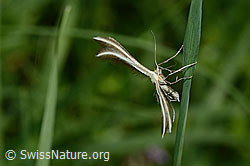 Merrifieldia leucodactyla (Federmotte) (C195676)