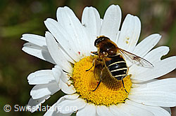 Glänzende Keilfleckschwebfliege (Eristalis rupium) auf Gewöhnlicher Wiesen-Margerite (Leucanthemum vulgare) (26.06.2021, C195681)