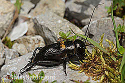 Feldgrille (Gryllus campestris) (26.06.2021, C195707)
