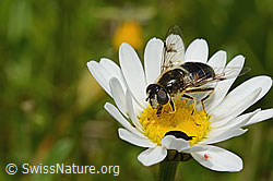 Glänzende Keilfleckschwebfliege (Eristalis rupium) auf Gewöhnlicher Wiesen-Margerite (Leucanthemum vulgare) (C195775) Glänzende Keilfleckschwebfliege (Eristalis rupium) auf Gewöhnlicher Wiesen-Margerite (Leucanthemum vulgare) (C195775)