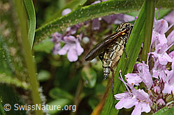 Gewürfelte Tanzfliege (Empis tesselata) auf Vielhaarigem Thymian (Thymus praecox ssp. polytrichus) (C195799)