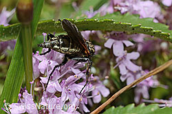 Gewürfelte Tanzfliege (Empis tesselata) auf Vielhaarigem Thymian (Thymus praecox ssp. polytrichus) (C195800)
