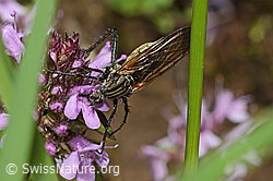 Vielhaariger Thymian (Thymus polytrichus)