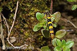 Gewöhnliche Langbauchschwebfliege (Sphaerophoria scripta) (C195807) Gewöhnliche Langbauchschwebfliege (Sphaerophoria scripta) (C195807)