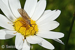 Empis digramma (Tanzfliege) auf Gewöhnlicher Wiesen-Margerite (Leucanthemum vulgare) (C195812) Empis digramma (Tanzfliege) auf Gewöhnlicher Wiesen-Margerite (Leucanthemum vulgare) (C195812)