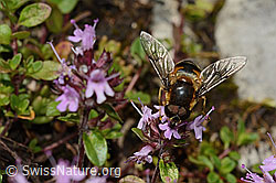 Vielhaariger Thymian (Thymus polytrichus)