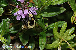 Hummel-Waldschwebfliege (Volucella bombylans var. plumata) auf Vielhaarigem Thymian (Thymus praecox ssp. polytrichus) (26.06.2021, C195831)
