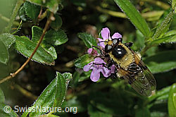 Hummel-Waldschwebfliege (Volucella bombylans var. plumata) auf Vielhaarigem Thymian (Thymus praecox ssp. polytrichus) (C195833) Hummel-Waldschwebfliege (Volucella bombylans var. plumata) auf Vielhaarigem Thymian (Thymus praecox ssp. polytrichus) (C195833)